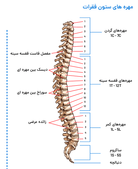 کلینیک فیزیوتراپی و توانبخشی رادان - آسیب های ستون فقرات