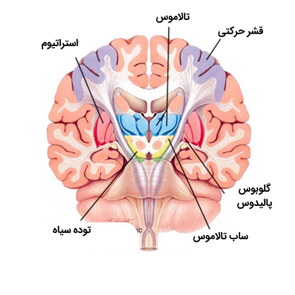 کلینیک فیزیوتراپی و توانبخشی رادان - پارکینسون