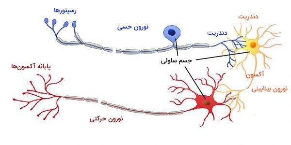 کلینیک فیزیوتراپی و توانبخشی رادان - یماری نورون حرکتی