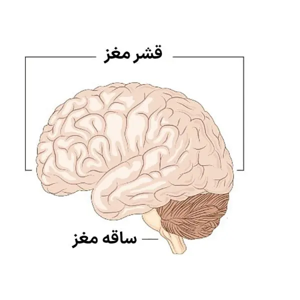 کلینیک فیزیوتراپی و توانبخشی رادان - زوال عقل اجسام لویی