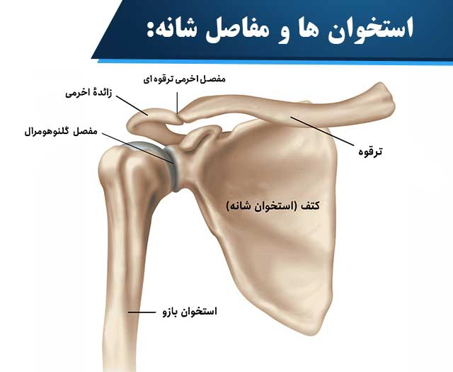 آرتروز شانه - کلینیک فیزیوتراپی و توانبخشی رادان