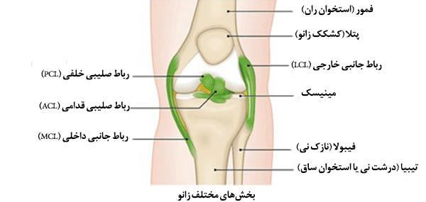 رباط صلیبی خلفی - کلینیک فیزیوتراپی و توانبخشی رادان